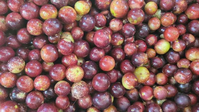 Camu Camu 