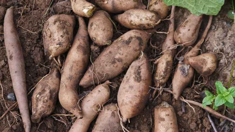 Yacon Wurzel im Feld